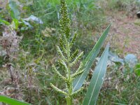 Echinochloa crus-galli 5, Europese hanenpoot, Saxifraga-Rutger Barendse