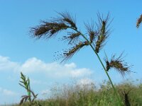 Echinochloa crus-galli 7, Europese hanenpoot, Saxifraga-Ed Stikvoort