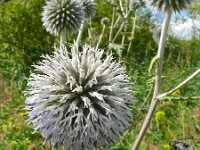 Echinops bannaticus 3, Blauwe kogeldistel, Saxifraga-Hans Grotenhuis