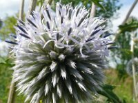 Echinops bannaticus 5, Blauwe kogeldistel, Saxifraga-Hans Grotenhuis