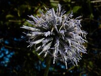 Echinops bannaticus 7, Blauwe kogeldistel, Saxifraga-Ed Stikvoort