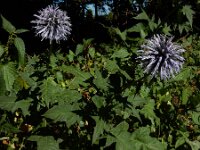 Echinops bannaticus 8, Blauwe kogeldistel, Saxifraga-Ed Stikvoort
