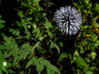 Echinops exaltatus 11, Stekelige kogeldistel, Saxifraga-Ed Stikvoort