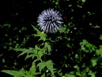 Echinops exaltatus 9, Stekelige kogeldistel, Saxifraga-Ed Stikvoort