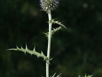 Echinops ritro, Globe Thistle