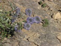 Echinops ritro 11, Zuid-Europese kogeldistel, Saxifraga-Jasenka Topic