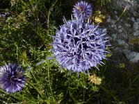 Echinops ritro 12, Zuid-Europese kogeldistel, Saxifraga-Jasenka Topic