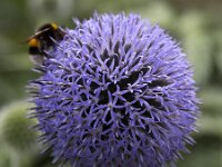 Echinops ritro 13, Zuid-Europese kogeldistel, Saxifraga-Roel Meijer