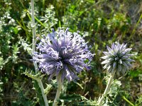 Echinops ritro 17, Zuid-Europese kogeldistel, Saxifraga-Hans Grotenhuis