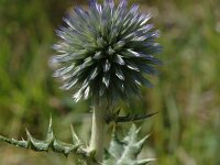 Echinops ritro 4, Zuid-Europese kogeldistel, Saxifraga-Jan van der Straaten