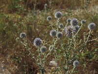 Echinops ritro 6, Zuid-Europese kogeldistel, Saxifraga-Piet Zomerdijk