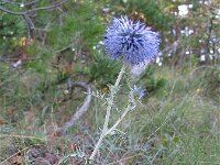 Echinops ritro 8, Zuid-Europese kogeldistel, Saxifraga-Jasenka Topic