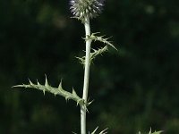 Echinops ritro 1, Kogeldistel, Saxifraga-Marijke Verhagen