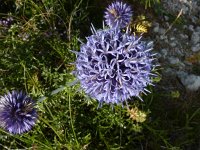 Echinops ritro 12, Kogeldistel, Saxifraga-Jasenka Topic