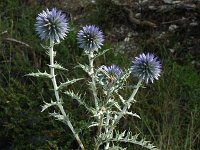 Echinops ritro 2, Kogeldistel, Saxifraga-Jan van der Straaten