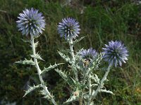 Echinops ritro 3, Kogeldistel, Saxifraga-Jan van der Straaten