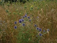 Echinops ritro 5, Kogeldistel, Saxifraga-Dirk Hilbers