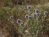 Echinops ritro 6, Kogeldistel, Saxifraga-Piet Zomerdijk