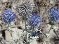 Echinops ritro 9, Kogeldistel, Saxifraga-Jasenka Topic