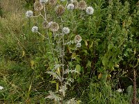 Echinops sphaerocephalus 11, Beklierde kogeldistel, Saxifraga-Ed Stikvoort : Millingerwaard