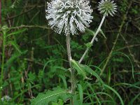 Echinops sphaerocephalus 14, Beklierde kogeldistel, Saxifraga-Ed Stikvoort