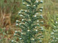 Echium italicum