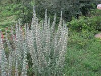Echium italicum 10, Pyramide-slangenkruid,  Saxifraga-Jasenka Topic