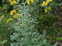 Echium italicum 20, Pyramide-slangenkruid,  Saxifraga-Ed Stikvoort