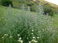 Echium italicum 21, Pyramide-slangenkruid,  Saxifraga-Ed Stikvoort