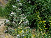 Echium italicum 24, Pyramide-slangenkruid,  Saxifraga-Ed Stikvoort