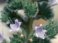 Echium italicum 33, Pyramide-slangenkruid,  Saxifraga-Jan van der Straaten