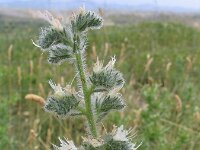 Echium italicum 9, Pyramide-slangenkruid,  Saxifraga-Jasenka Topic