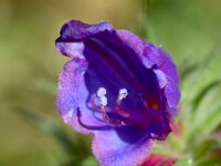 Echium sabulicola 3, Saxifraga-Sonja Bouwman