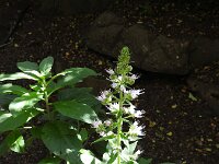 Echium strictum 5, Saxifraga-Michiel Drok