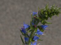Echium vulgare 89, Slangenkruid, Saxifraga-Jan van der Straaten