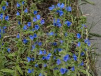 Echium vulgare 91, Slangenkruid, Saxifraga-Jan van der Straaten