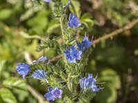 Echium vulgare 93, Slangenkruid, Saxifraga-Jan van der Straaten