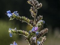 Echium vulgare 94, Slangenkruid, Saxifraga-Jan van der Straaten