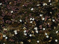 Egeria densa 4, Egeria, Saxifraga-Ed Stikvoort : Typha laxmannii Biervliet A900