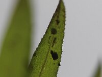 Egeria densa 9, Egeria, Saxifraga-Rutger Barendse