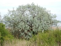 Elaeagnus angustifolia 15, Smalle olijfwilg,  Saxifraga-Ed Stikvoort