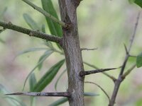 Elaeagnus angustifolia 3, Smalle olijfwilg,  Saxifraga-Rutger Barendse