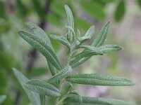 Elaeagnus angustifolia 4, Smalle olijfwilg,  Saxifraga-Rutger Barendse