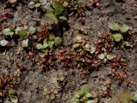 Elatine hexandra 11, Gesteeld glaskroos, Saxifraga-Ed Stikvoort : Halsters Laag A900
