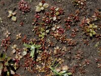 Elatine hexandra 13, Gesteeld glaskroos, Saxifraga-Ed Stikvoort : Halsters Laag A900