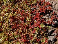 Elatine macropoda 3, Saxifraga-Ed Stikvoort : west van Carvoeiro