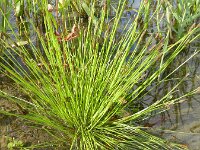 Eleocharis engelmannii 4, Kale waterbies, Saxifraga-Rutger Barendse