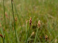 Eleocharis multicaulis 18, Veelstengelige waterbies, Saxifraga-Ed Stikvoort