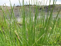 Eleocharis obtusa