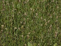 Eleocharis palustris 20, Gewone waterbies, Saxifraga-Willem van Kruijsbergen